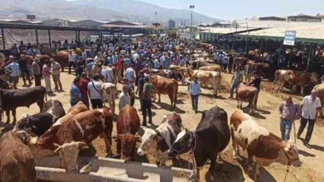 Urfa'da hayvan pazarları ne zaman açılacak?