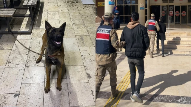 Urfa’da köpek çalan hırsızlar yakalandı