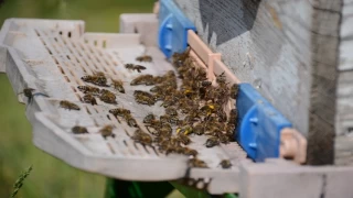 Bal arısı zehrinden çıkan bilimsel sonuç